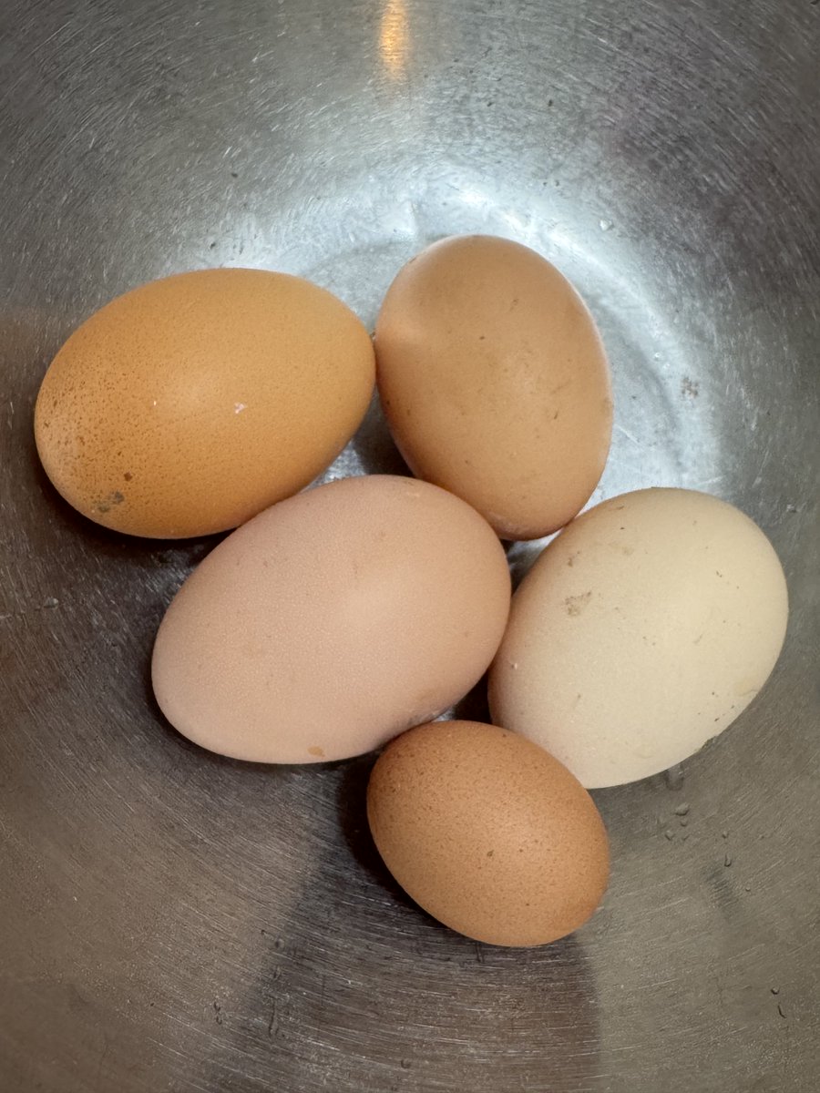 PINKhikes's tweet photo. Funny thing happened at the coop today….. one of our 🐣 decided she now identifies as a quail…. Hmmmmm… 🐔 🐓 … 🦆
#chickenlife #gottalovethechickies #funnythinghappenedatthecoop #oneofthesethingsisnotliketheothers @hikinnhammin #HikingwithPINK 🥚 https://t.co/wjlfmMD4PR