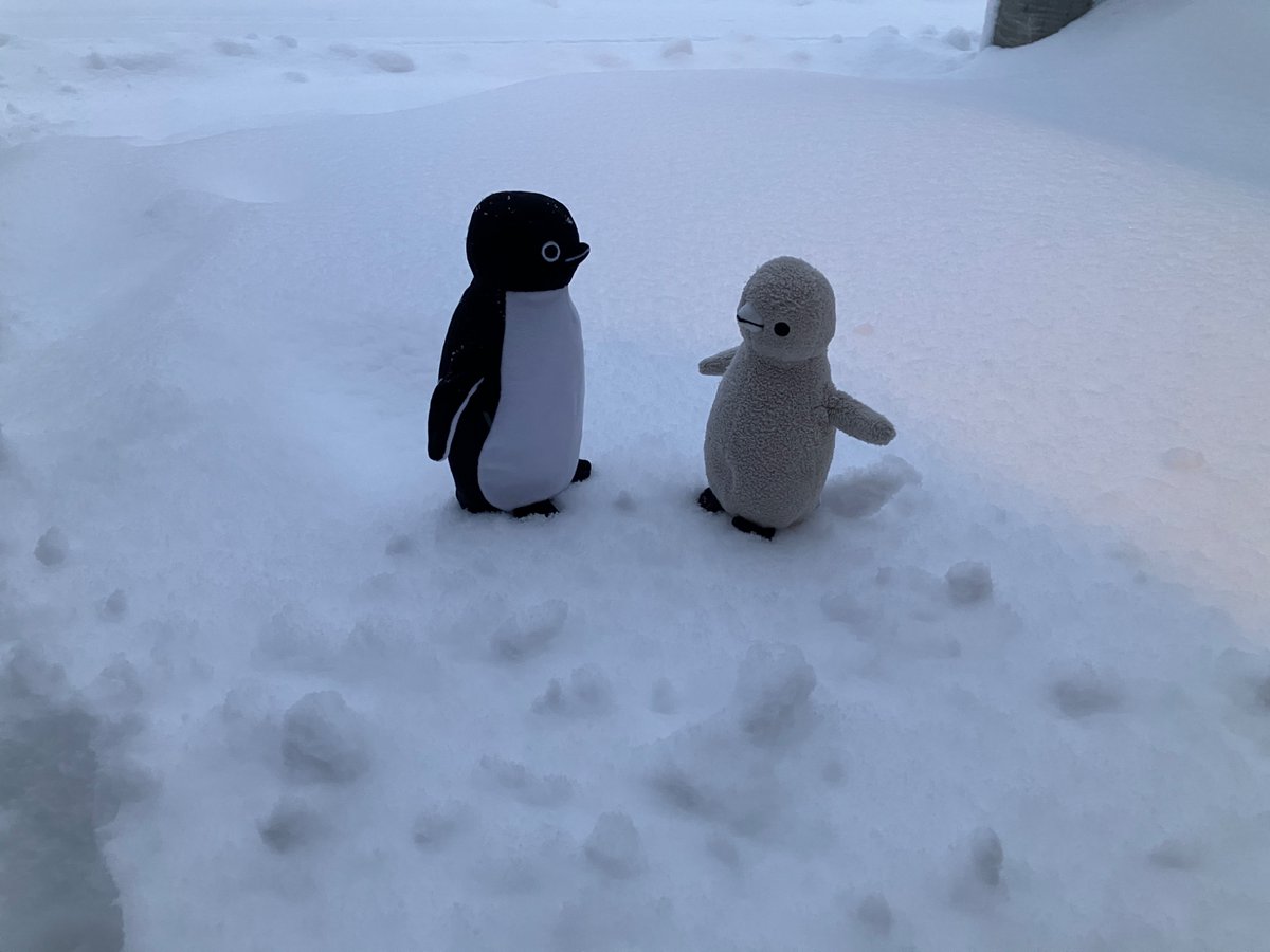 ⚠️ジャスミンページ⚠️ ジャスミン🐧🐤⛸️🎶 (@mp_jasmine) / Posts / X