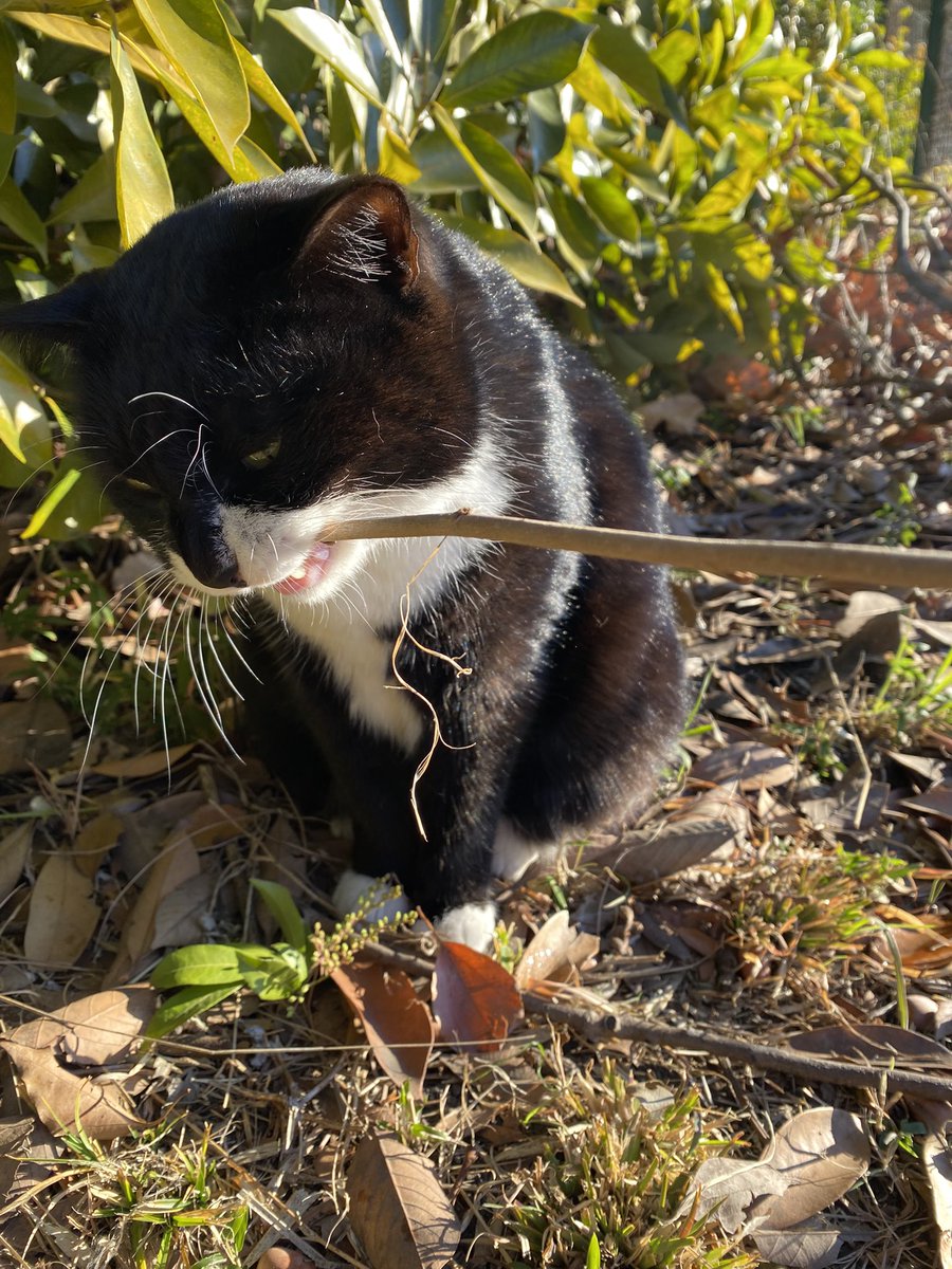 にゃん太郎 (@nyannyan__taro) / Posts / X