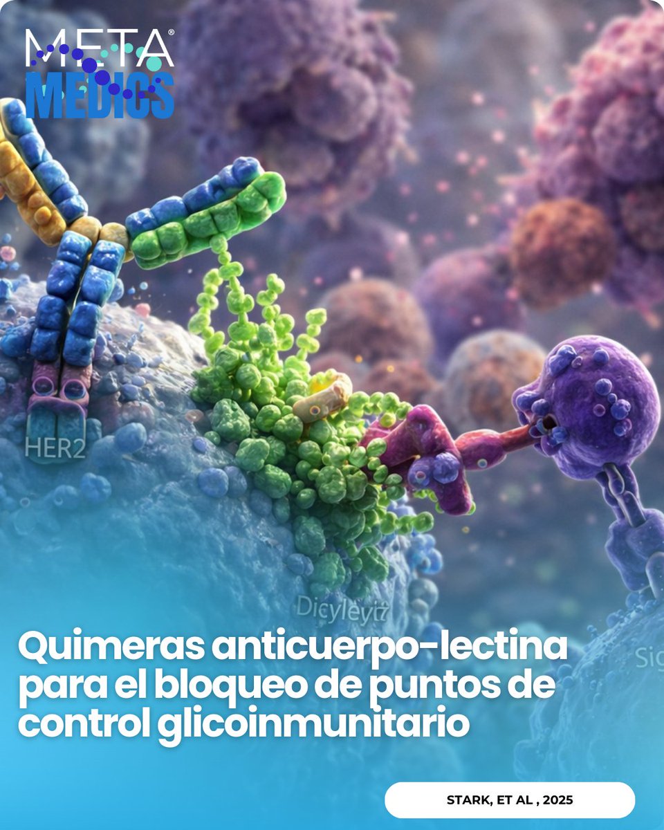 Metamedicsmx's tweet image. El cáncer puede “apagarnos” con su capa de azúcares (glyco-checkpoints). Un estudio presenta AbLecs: anticuerpo + dominio lectina señuelo para bloquear Siglecs y potenciar ADCP/ADCC; en ratones humanizados redujo metástasis. Fuente: Stark JC et al. DOI: 10.1038/s41587-025-02884-6