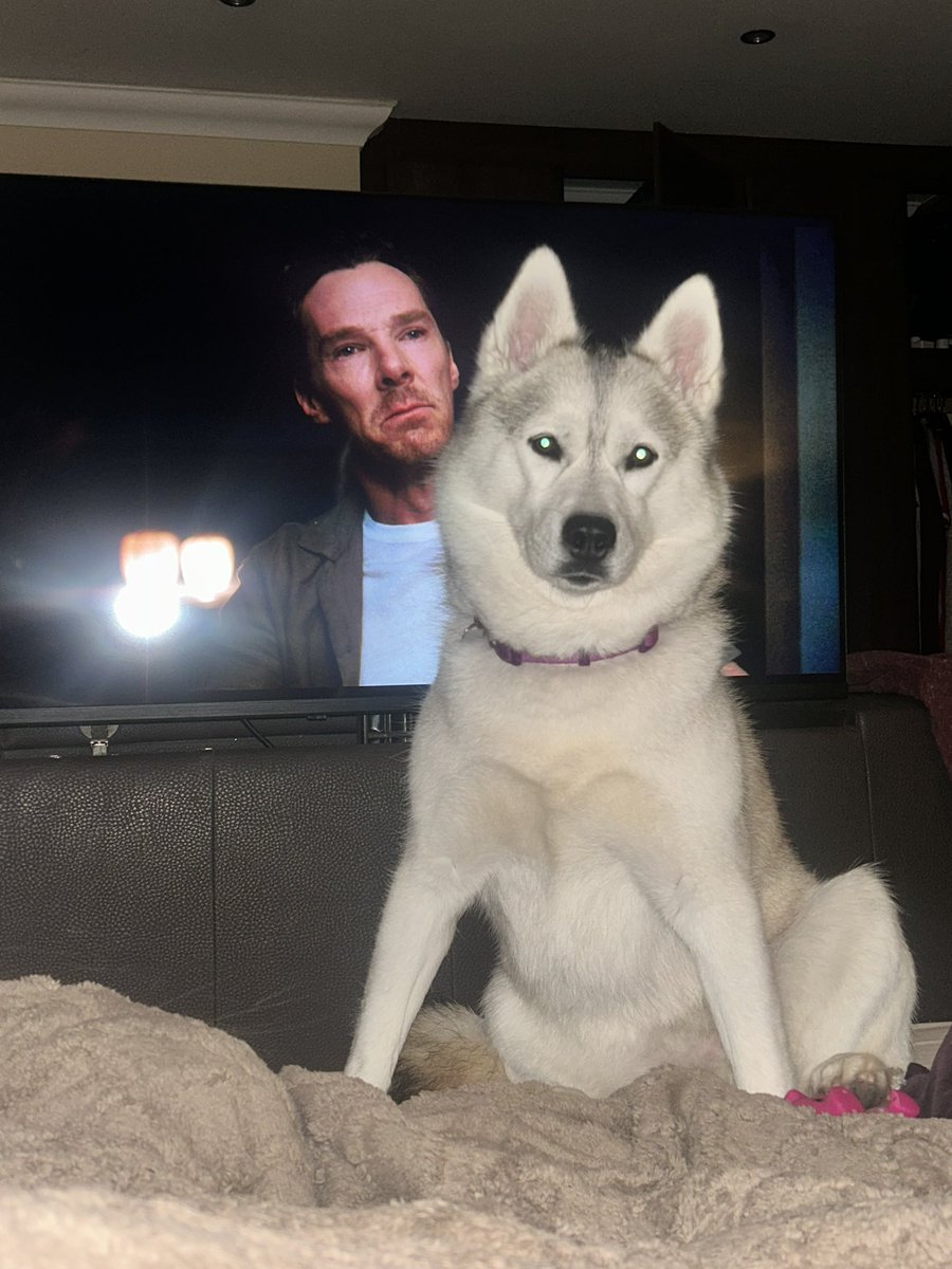 MeikaEds's tweet image. The look I give when I get called out for my apparent ‘destructive behaviour’…all I done was open the bedside draws and pull everything out of them and then I ‘gently’ whipped my mam with my rope toy🤷‍♀️🐶#Sundays #Husky