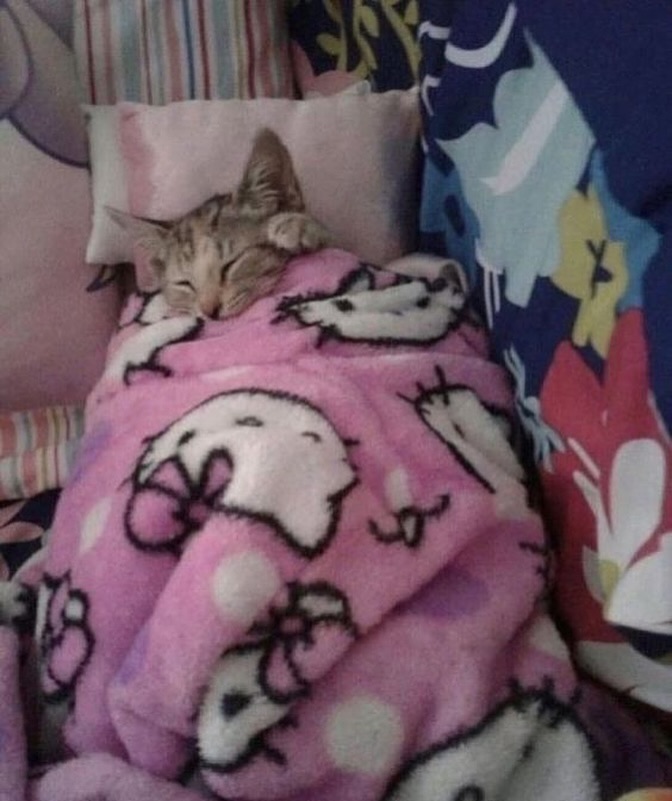 PunchingCat's tweet image. 