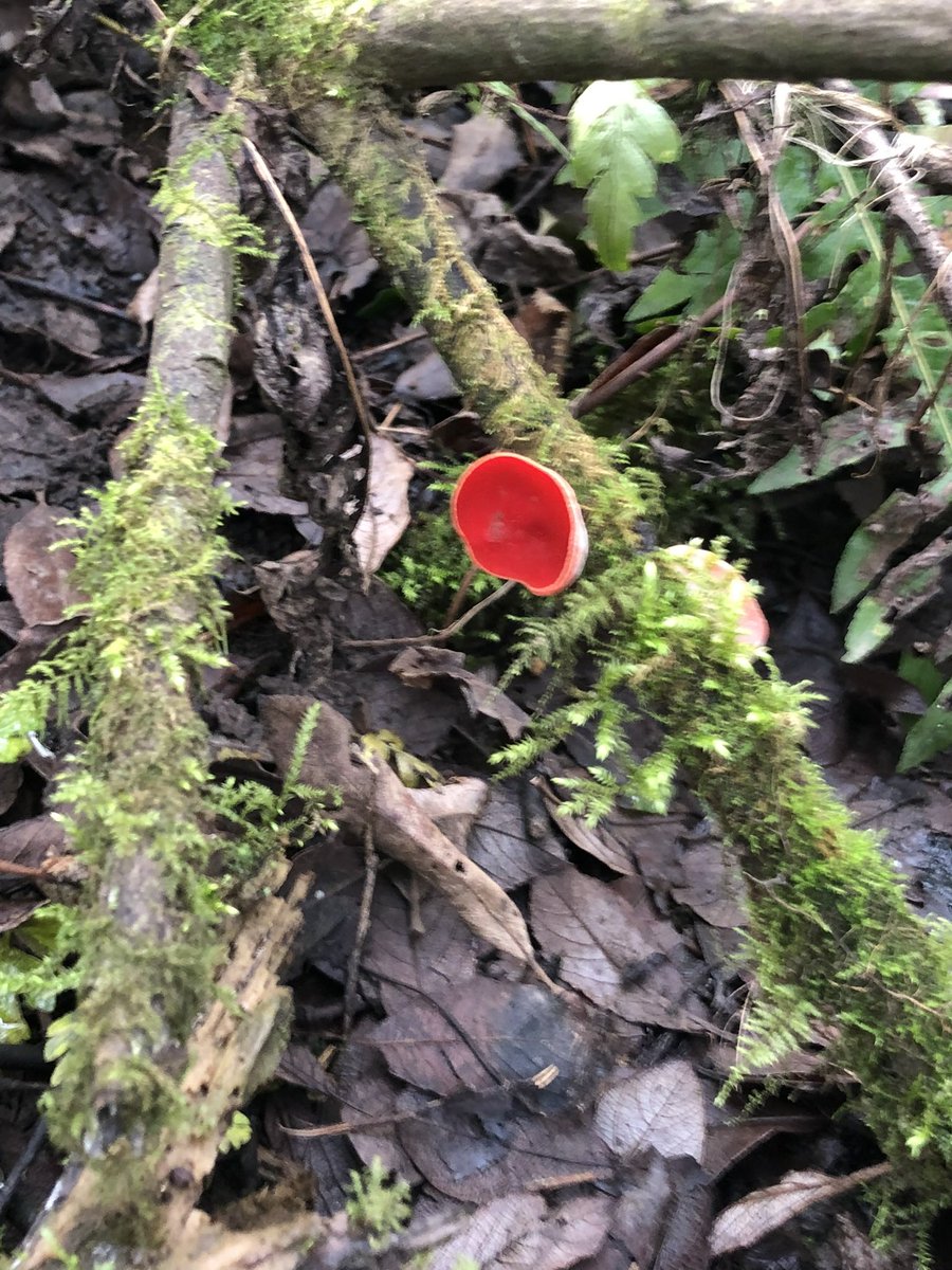 DCKC87's tweet image. Getting in early for #MushroomMonday , spotted a few of my favourites today , Scarlet Elf cups. A magical mushroom where the wood elves and fairies come to drink in the morning.