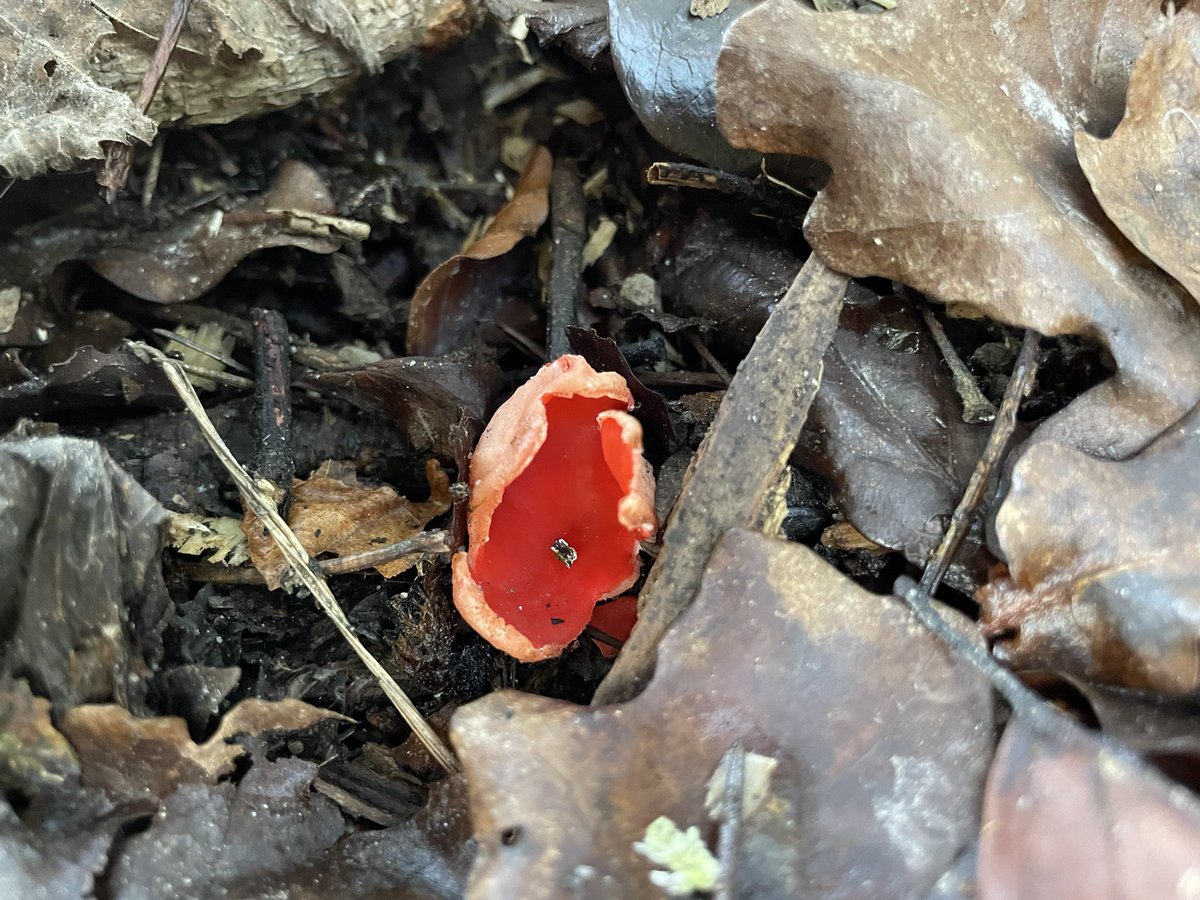 DCKC87's tweet image. Getting in early for #MushroomMonday , spotted a few of my favourites today , Scarlet Elf cups. A magical mushroom where the wood elves and fairies come to drink in the morning.