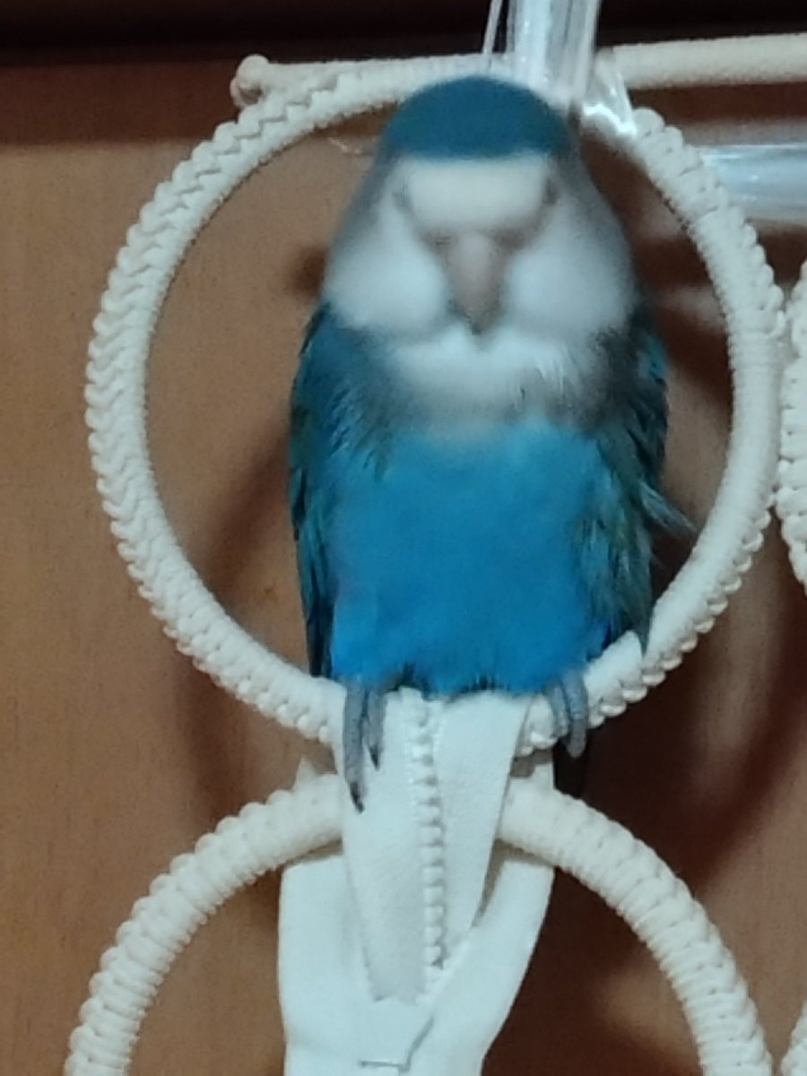 おはようございます(*ˊᵕˋ*)
月曜日♫

最近またリンが帰宅拒否期に突入。
避難場所でめっちゃふてくされている様子がこちらです。

めっちゃ怒ってるやん😂

帰りたくないと言う無言の圧力

今週もよろしくお願いします♫