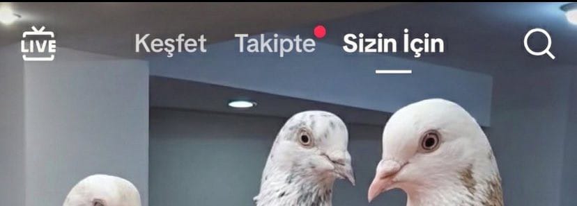 FakingTerim's tweet image. Tıkla infilak ettim aq ASDDJHDDHHDSRUHGDH