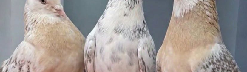 FakingTerim's tweet image. Tıkla infilak ettim aq ASDDJHDDHHDSRUHGDH