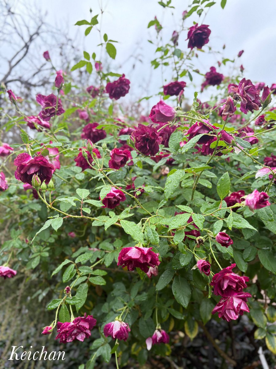 けいちゃん (@k1222_keichan) / Posts / X