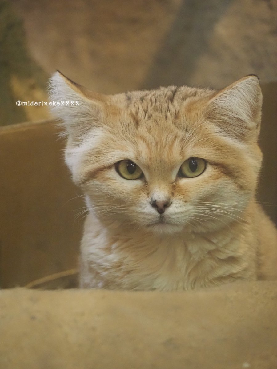 緑猫 (@midori22neko22) / Posts / X