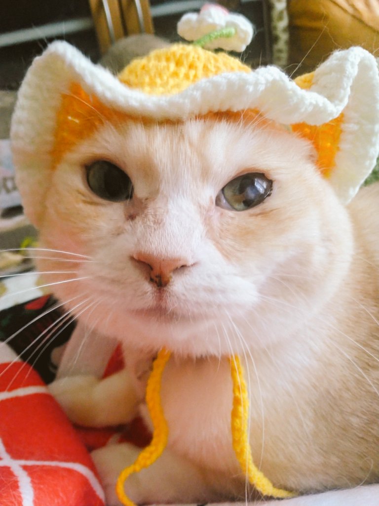 ria07303's tweet image. おはよふ❅◌☃*⃝❅
今週もよろしくお願いします🐈🐾ဗီူᵞᵉᵃᑋᵎ
あたま ぬっくいヾ(*ΦωΦ)ﾉ𝕞𝕖𝕠𝕨︎💕