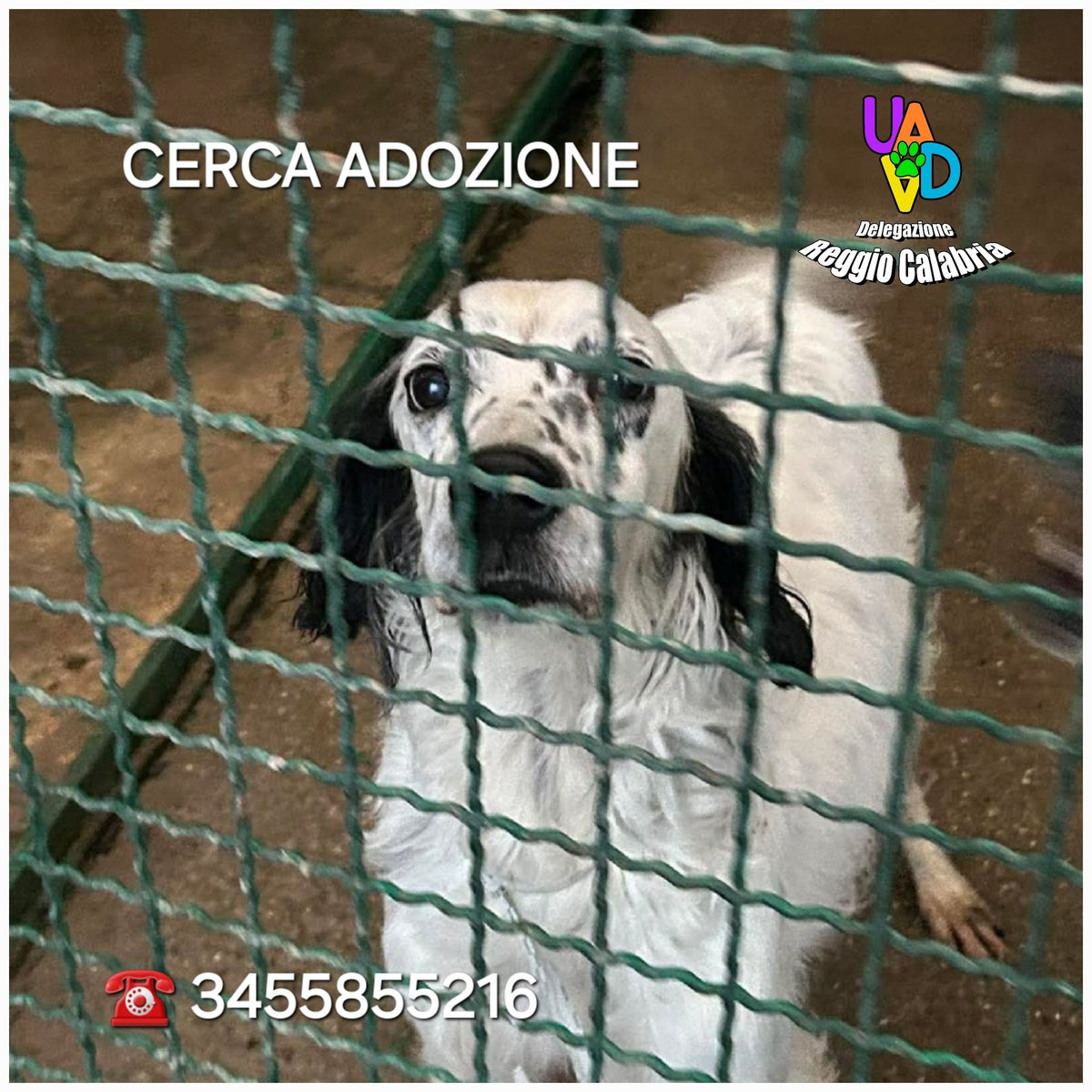 unonlus's tweet photo. #Thyson, 12 anni, ha un cuore fragile ma tanto amore. #cercafamiglia a Reggio Calabria per vivere con dignità il tempo che resta. Info: 3455855216
🆘️🆘️🆘️🆘️🙏🏻🙏🏻🙏🏻🙏🏻🙏🏻🙏🏻🙏🏻
#uadareggiocalabria https://t.co/EEu8NpNpLw