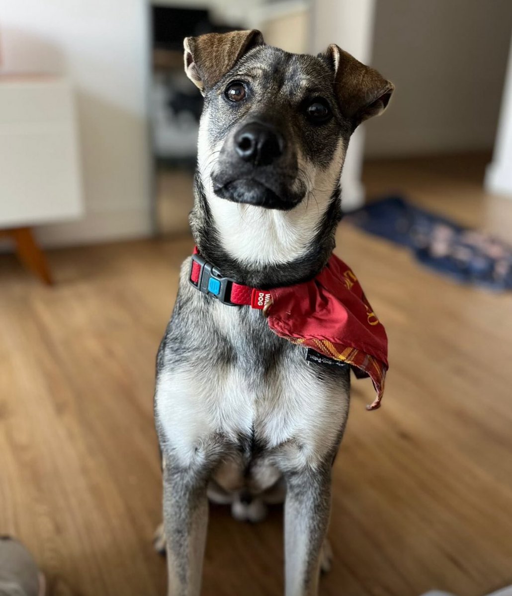 redbicheraof's tweet image. Él fue rescatado de maltrato y no puede volver a quedar en la misma situación. Sinceramente, nos cuesta entender cómo todavía no aparece su familia, cuando lo único que necesita es paciencia y compromiso.
Otra persona que había completado el formulario también decidió no seguir,