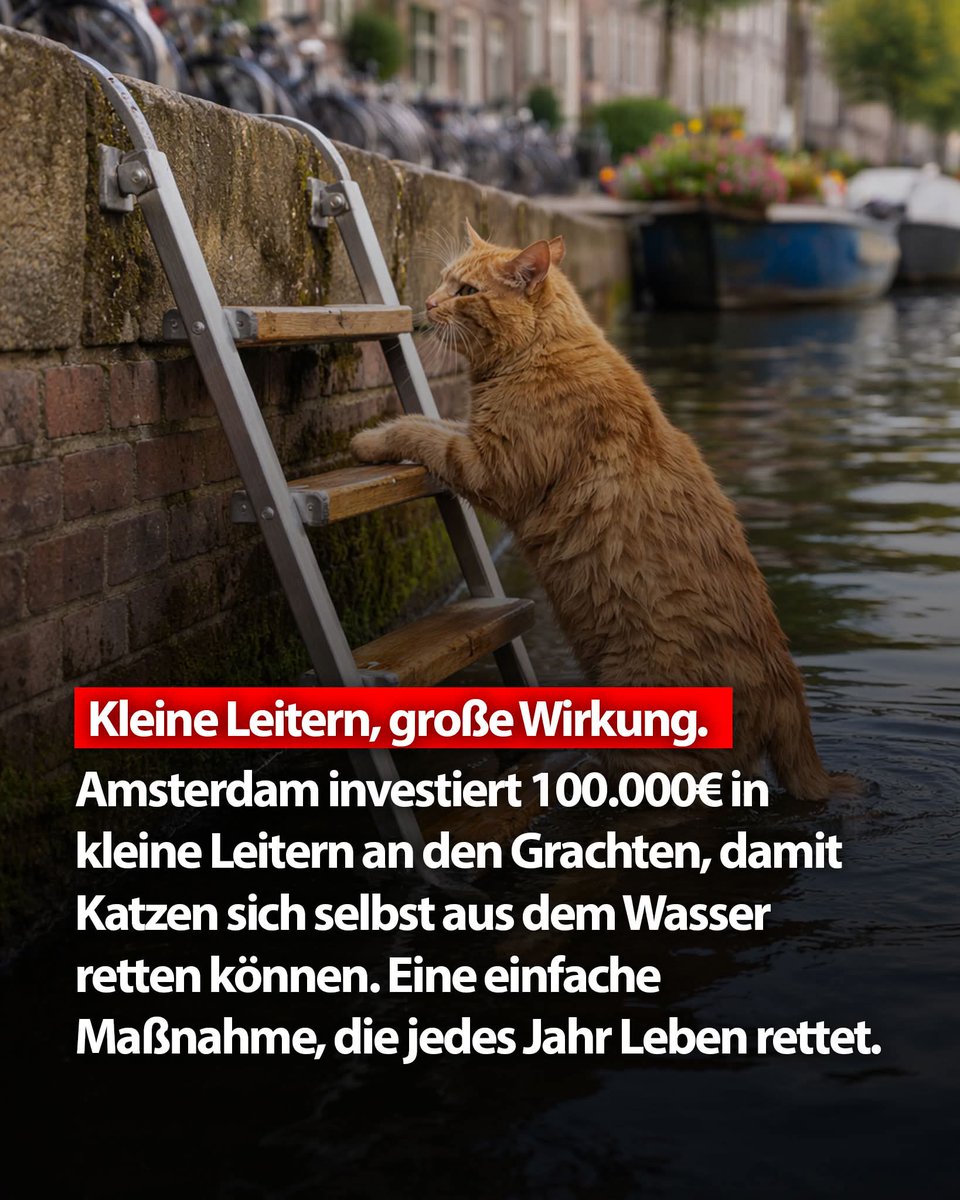 Mihokitzune's tweet photo. Tolle Idee um vielen Haustieren zu helfen, die sonst keine Chance hatten https://t.co/DGYtRbsG2u
