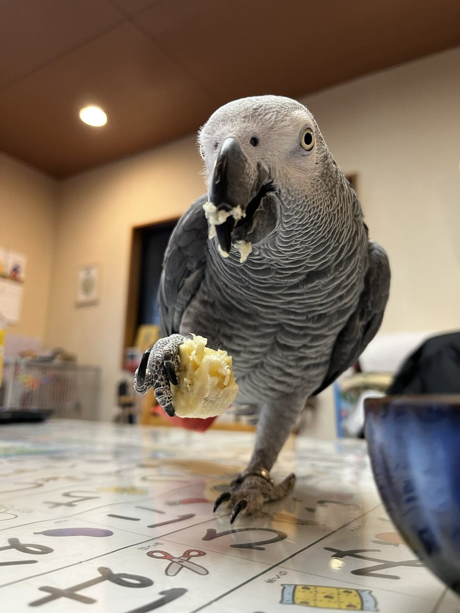 hrnee's tweet image. おはようございます。
#ほんじつのピルスくん 
#ヨウム #ヨウムのピルス