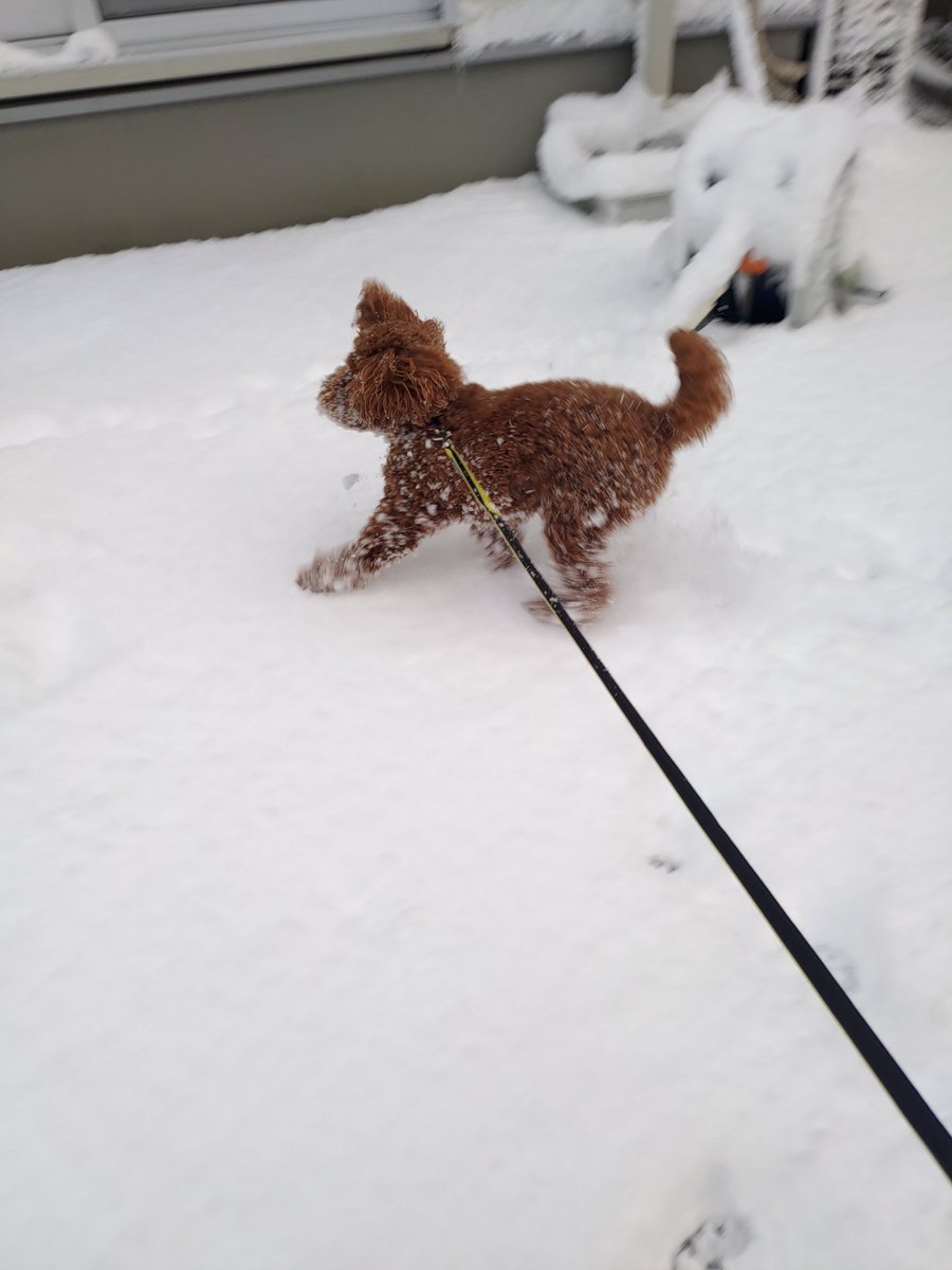 Ne_fa's tweet image. 喜び庭駆け回るイヌ