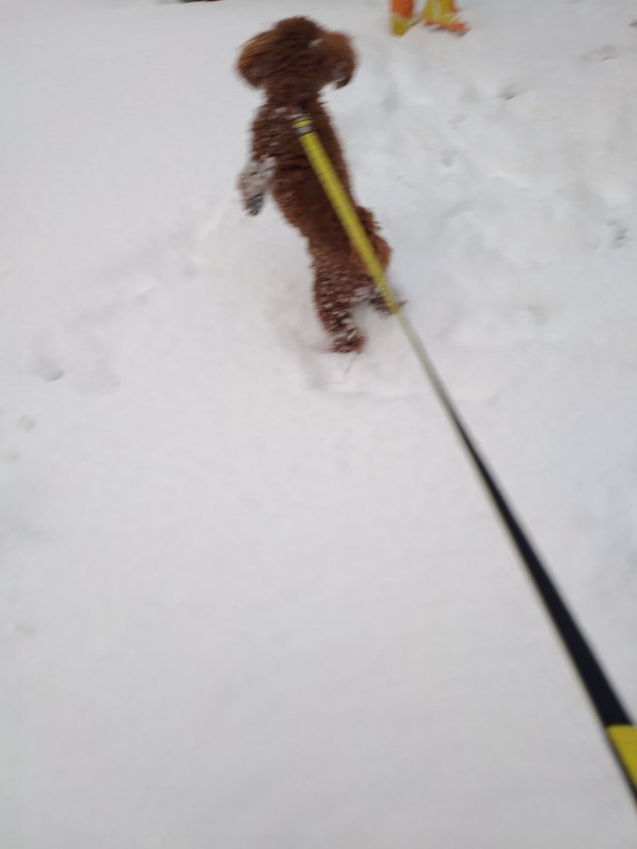 Ne_fa's tweet image. 喜び庭駆け回るイヌ