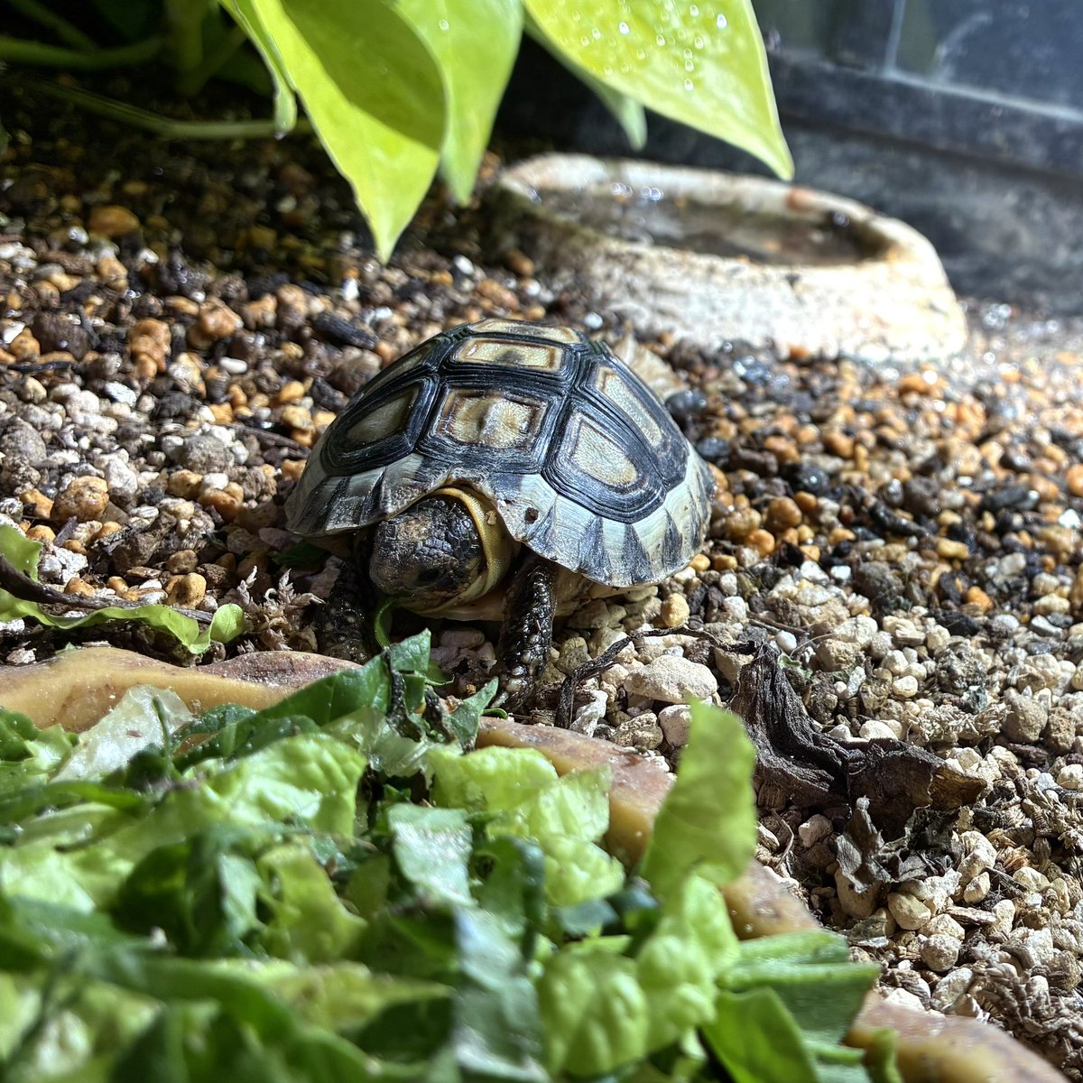 路面もできる物件。そこまでやるつもりないしアクセス良くない。急を要する訳でもない。でもそのまま色々使えそうで面白い。どうするかな。
#ChersinaAngulata #ケルシナ幼稚園