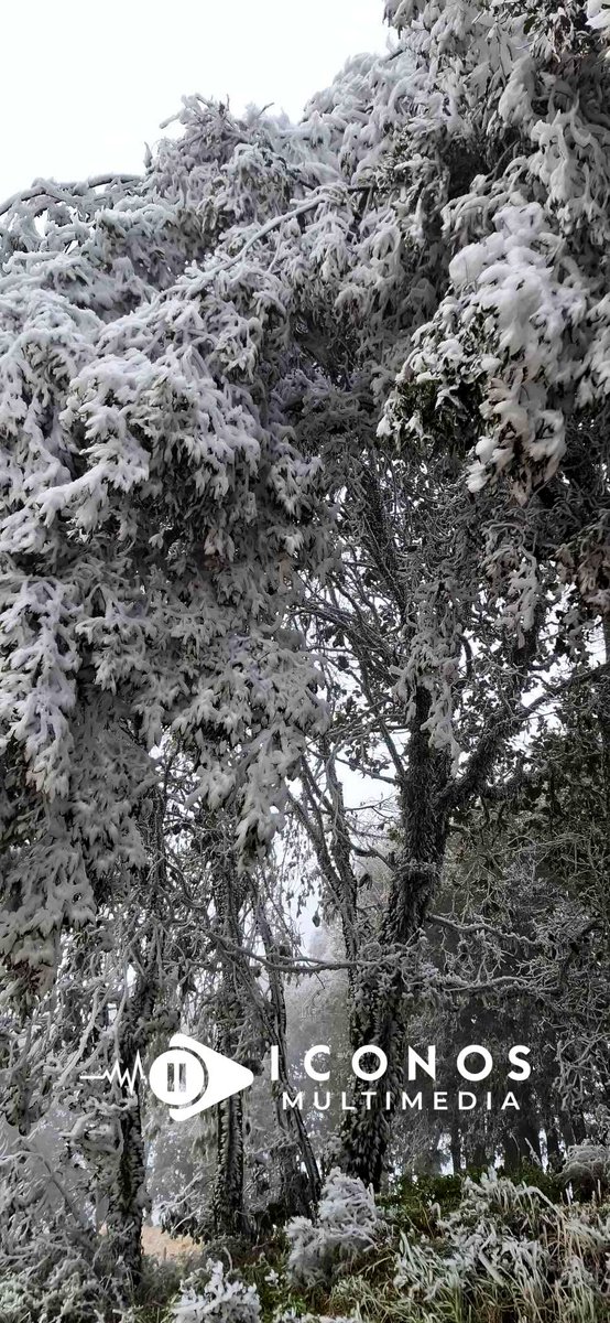 💠AIRE POLAR-ÁRTICO CON #Cencellada

🥶Esta madrugada y mañana, temperaturas bajo cero y densas nieblas estuvieron en la Sierra de Hidalgo, formándose hielo en la vegetación, conocido como #Cencellada

NO ES NIEVE, es congelación de las gotitas de agua de niebla sobre plantas