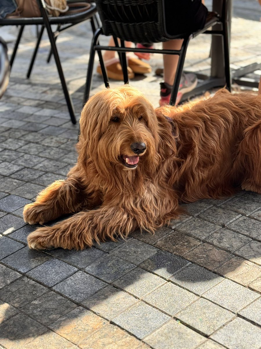 En un planeta lejano, criaturas peludas dominan a mascotas humanas. Una huyó de tanta responsabilidad. Al llegar a la Tierra descubrió la vida perfecta: renunció a caminar erguida y buscó un dueño. Ahora descansa al sol mientras, en su planeta natal, los humanos corren felices