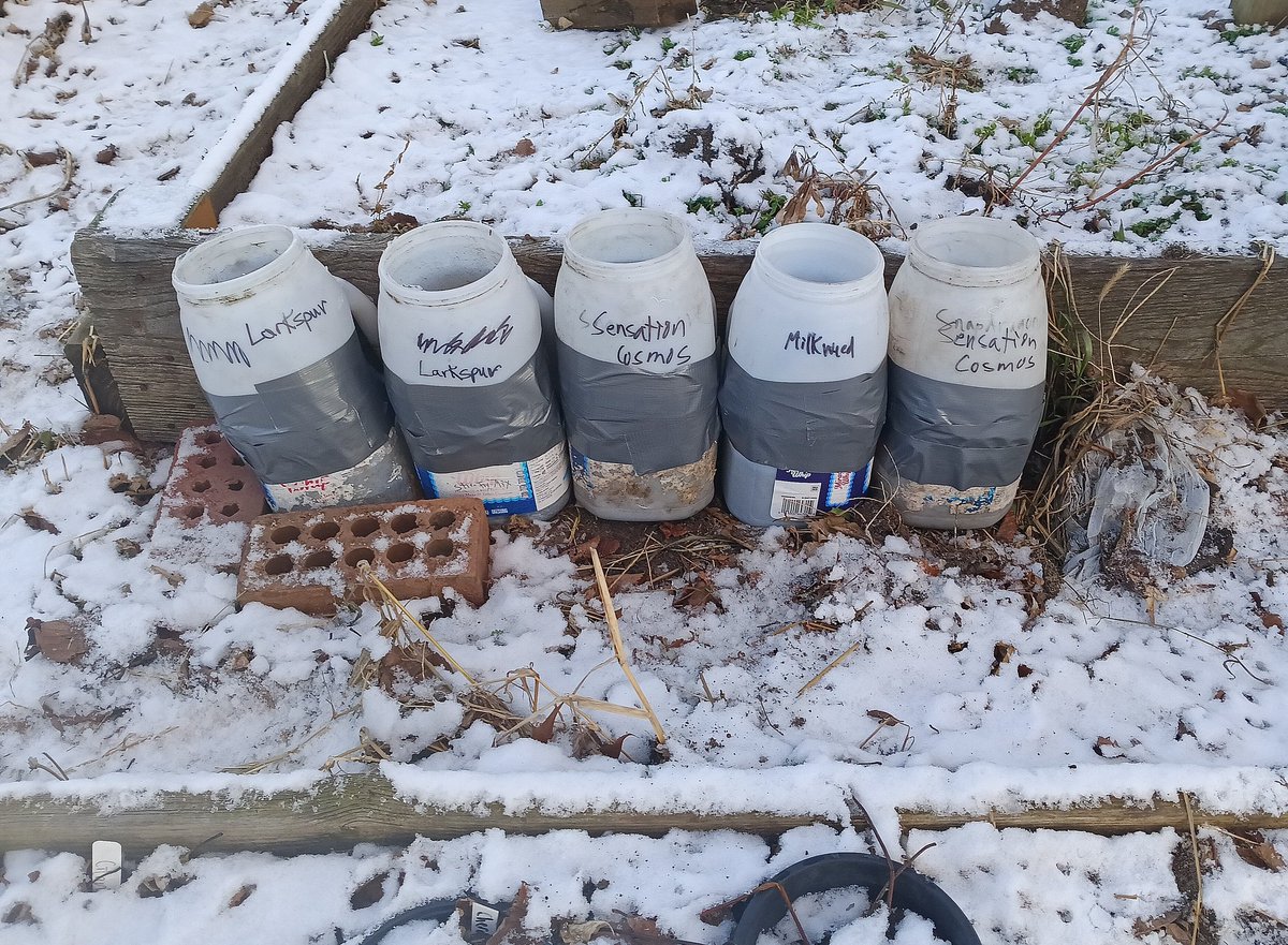 DJLoons's tweet photo. It felt good to get outside...
Doing some Gardening in the 
Winter ❄️❄️
#wintersowing
#milkweed
#larkspur
#cosmos https://t.co/7Yzd2rv8yg