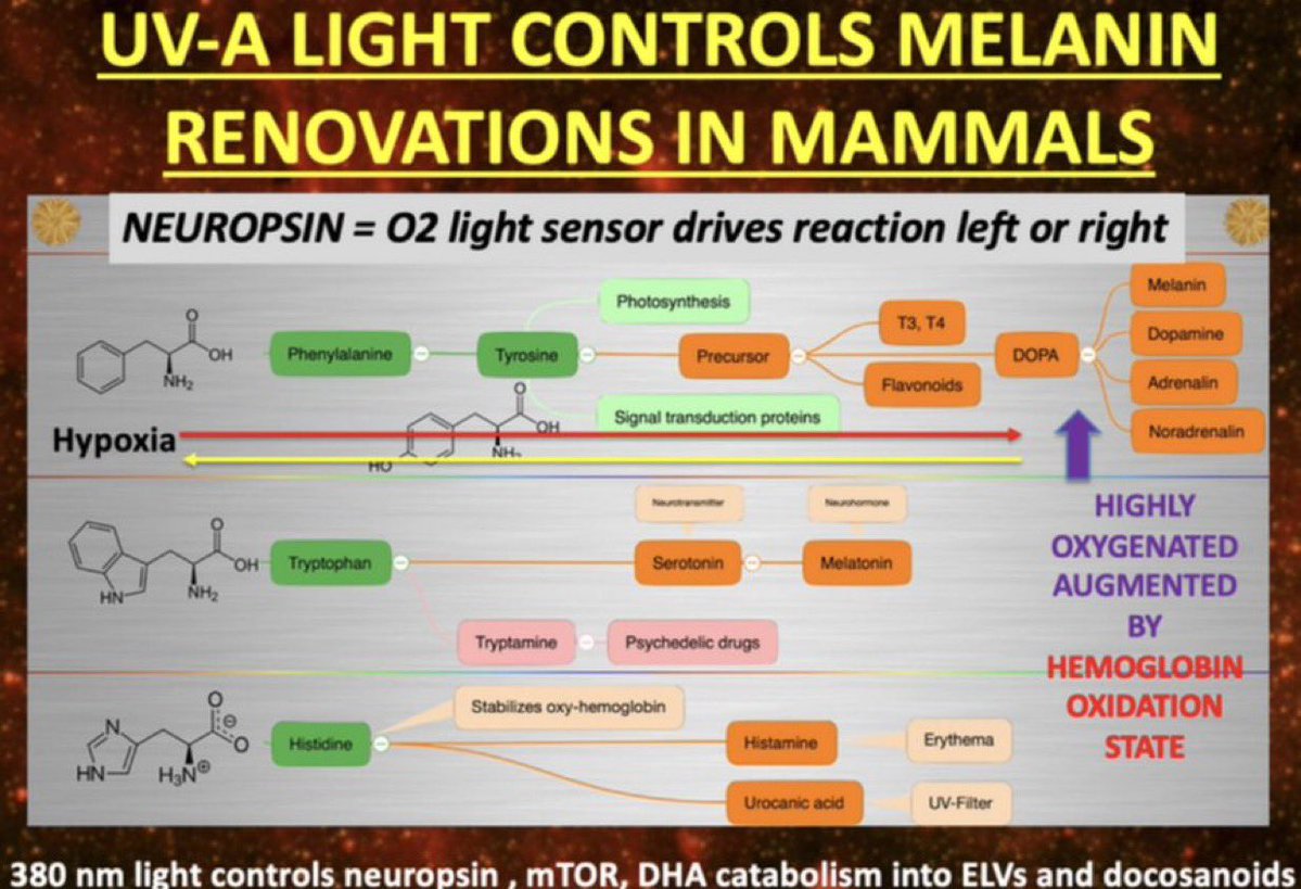 You did not use the literature or AI well.  

Queries:

does nnEMF dehydrate cells?  yep
Does nnEMF create hypoxia in cells?  yep

Hey AI what happens to melanin when cells are dehydrated and hypoxic?  

Answer:  See the top line of the slide below.