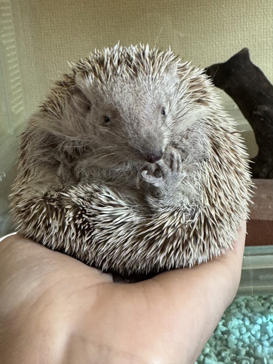 Poolnuts56's tweet image. おにぎり座りのハラミちゃんとアボカド座りのミノくん🤭
お世話係は今日も仕事､､､
行ってきまーす🚗
#ヒメハリテンレック #ヒメハリ