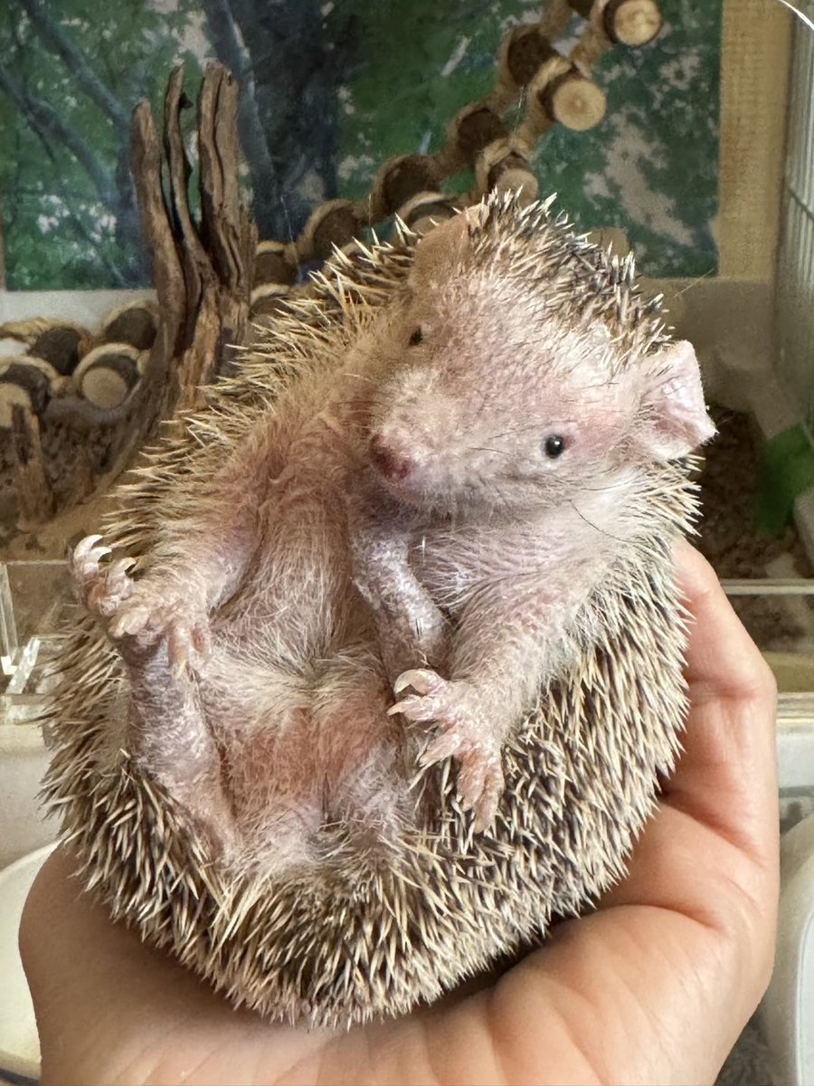 Poolnuts56's tweet image. おにぎり座りのハラミちゃんとアボカド座りのミノくん🤭
お世話係は今日も仕事､､､
行ってきまーす🚗
#ヒメハリテンレック #ヒメハリ