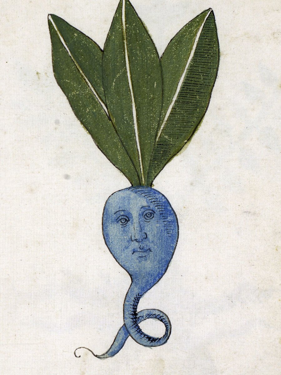 archaeologyart's tweet image. Blue Root - Philadelphia, University of Pennsylvania, Rare Book &amp;amp; Manuscript Library, LJS 419, fol. 42r.