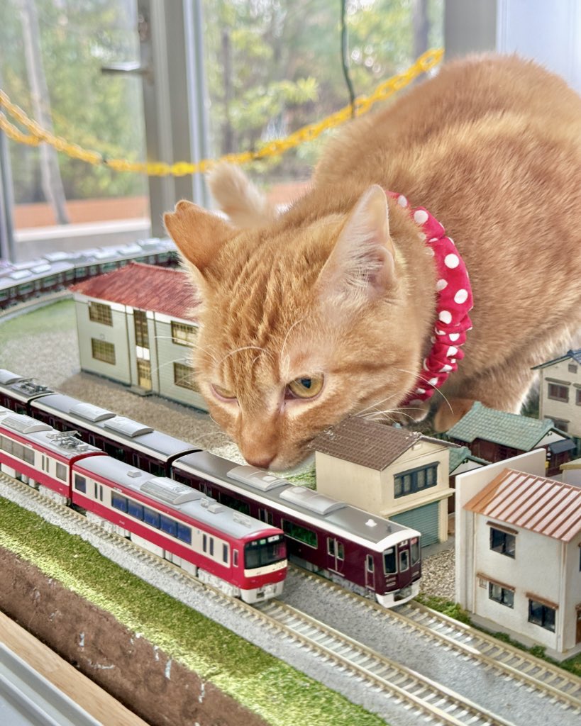 連休最終日は 鉄分補給 or モフモフ補給？