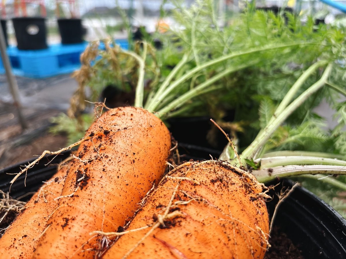 きょうは成人の日🌸
新成人のみなさんおめでとうございます🌸

同時に今日はいいにんじんの日🥕✨
にんじんはβカロテンが豊富で抗酸化作用も◎

葉付きのままだと栄養が
吸い取られていってしまうので切ってから保存してくださいね☺

＃プロトリーフ育ち　＃家庭菜園