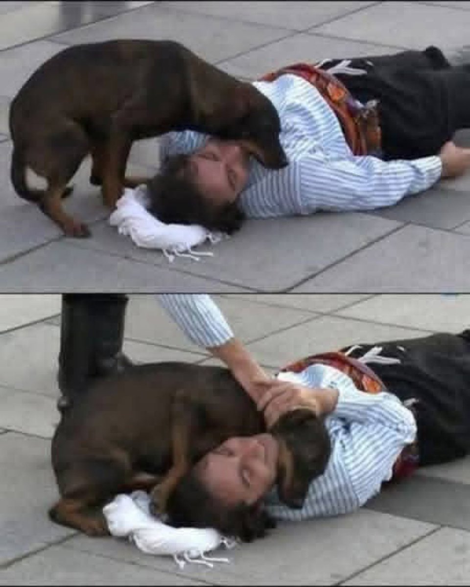 Puppieslover's tweet image. During a film shoot in Turkey, an actor was lying injured as part of a scene when a stray dog wandered onto the set. Thinking the pain was real, the dog gently rested its head on the actor’s shoulder and pawed at him, trying to comfort him. The moment wasn’t scripted, but it…