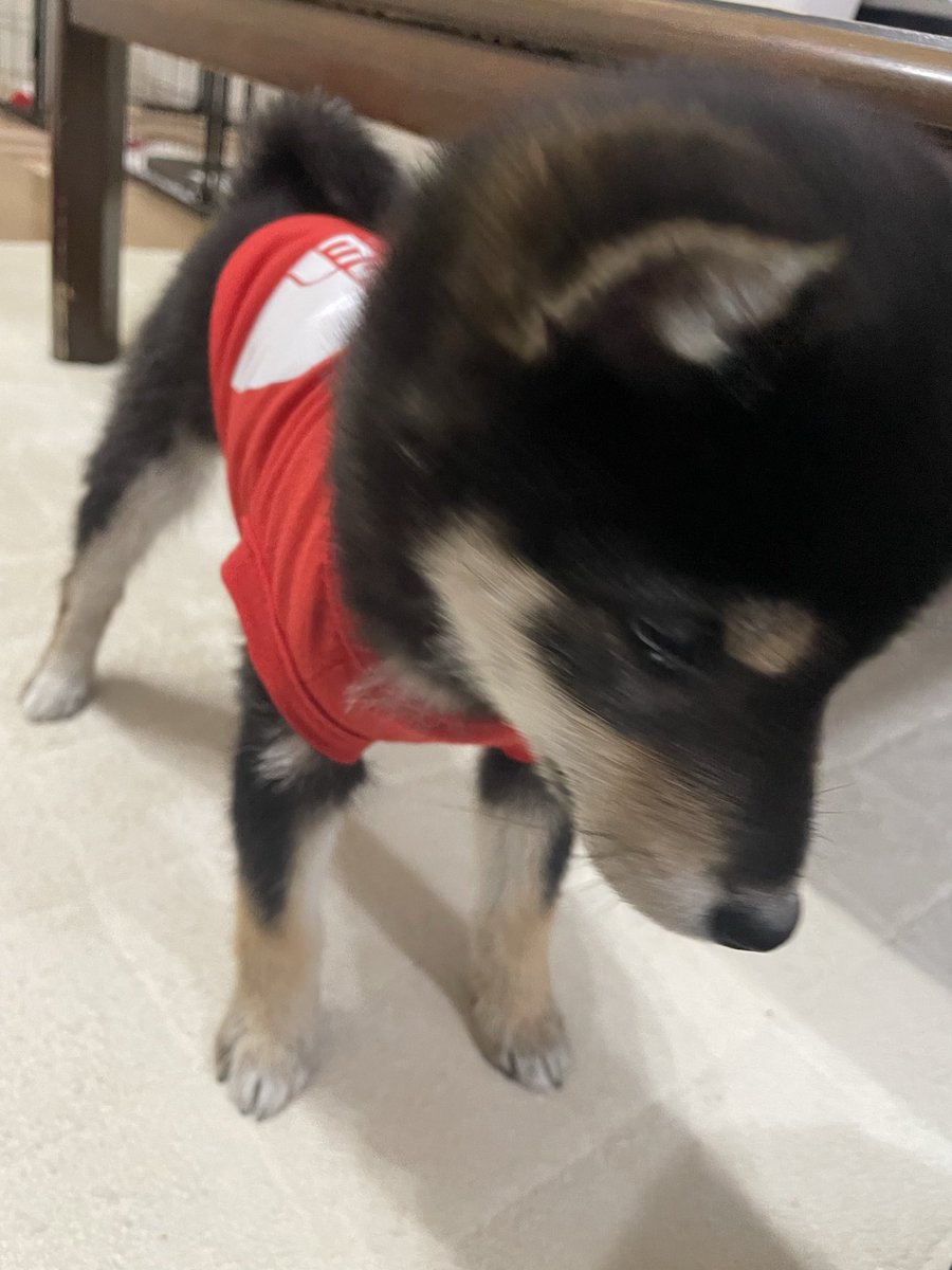 poko (@pokomameshiba) / Posts / X