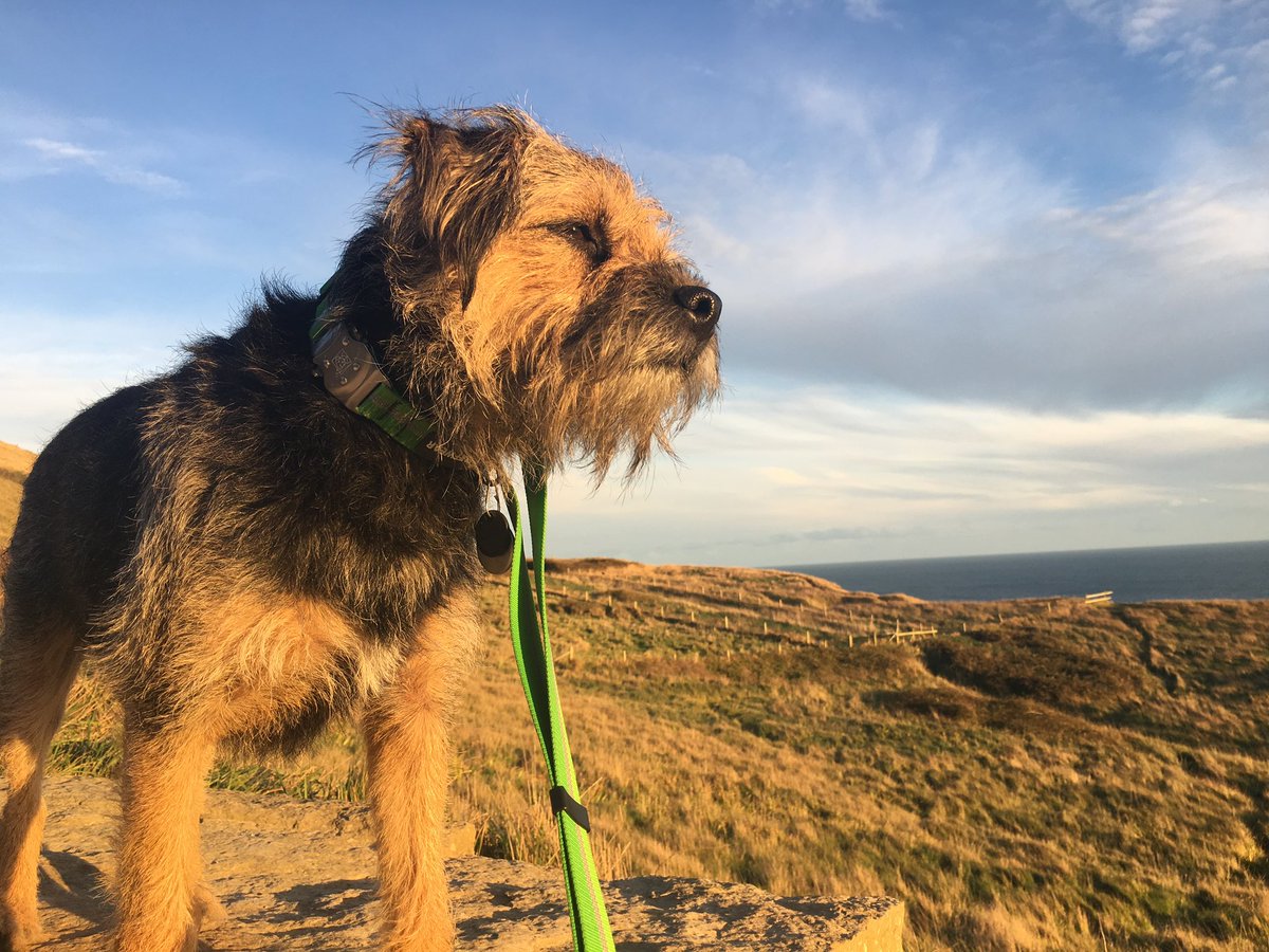 ScrappyN's tweet image. #MemoryMonday sharing Scrappy Nelson memories, gone 28 weeks today 🌈 #ScrappyNelson You don’t realise how important photos are until they are all you have left 🥺🌈💔🌈 #dogsofX #btposse #MondayMotivation