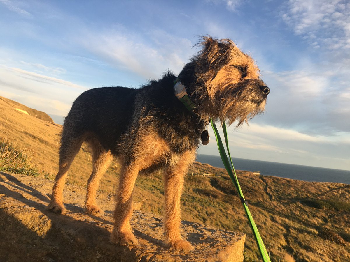 ScrappyN's tweet image. #MemoryMonday sharing Scrappy Nelson memories, gone 28 weeks today 🌈 #ScrappyNelson You don’t realise how important photos are until they are all you have left 🥺🌈💔🌈 #dogsofX #btposse #MondayMotivation