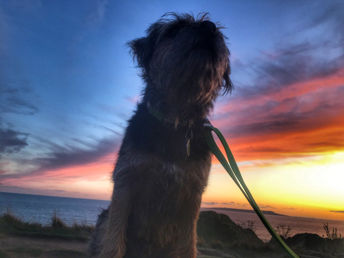 ScrappyN's tweet image. #MemoryMonday sharing Scrappy Nelson memories, gone 28 weeks today 🌈 #ScrappyNelson You don’t realise how important photos are until they are all you have left 🥺🌈💔🌈 #dogsofX #btposse #MondayMotivation