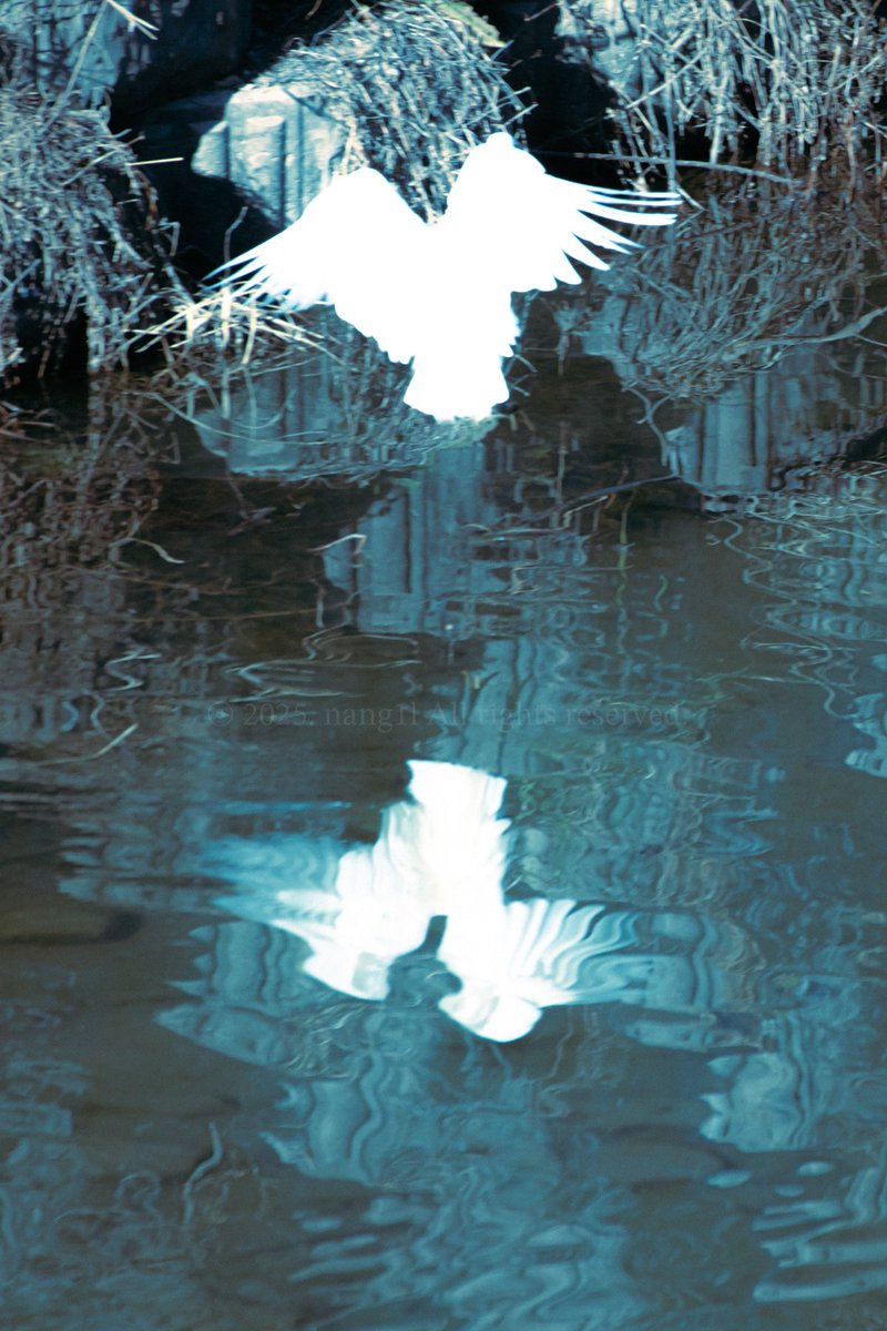 백로의 날개는 마치 천사 같다