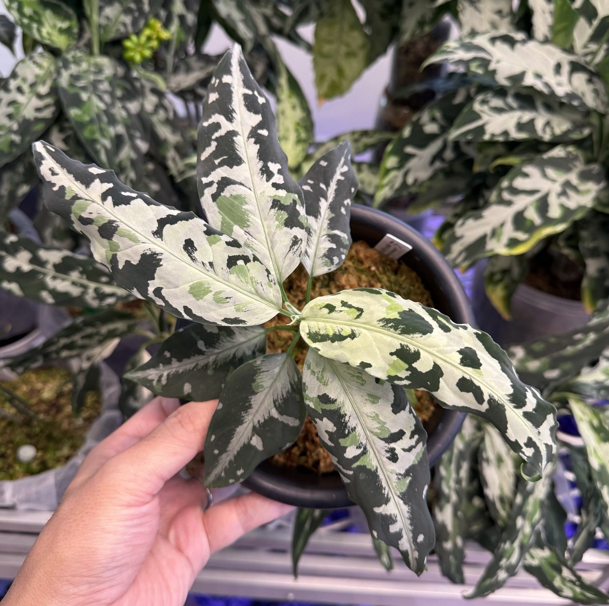 超希少❗️アグラオネマゴールデンドラゴン新葉展開中✨️ 超希少❗️アグラオネマゴールデンドラゴン新芽付✨️ 超希少