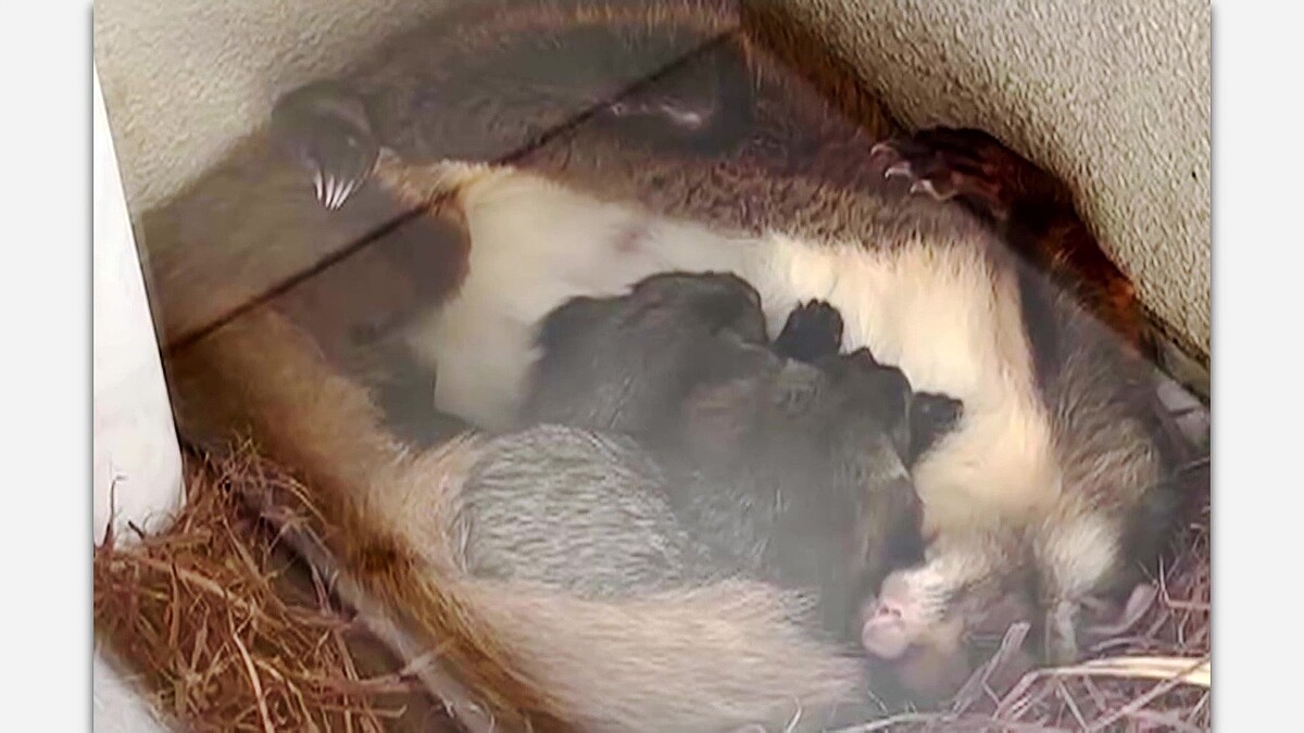 【里帰り？】ホテルのベランダで子育てするムササビ、巣立ちから約1年後に再訪
news.livedoor.com/article/detail…

2年連続、ホテルで子育てシーズンを過ごしたムササビ。ホテルは部屋の使用停止し、巣箱を設置するなど対応。「営業的には苦しいところもあるんですけども、無料でご宿泊させてあげたい」とした。