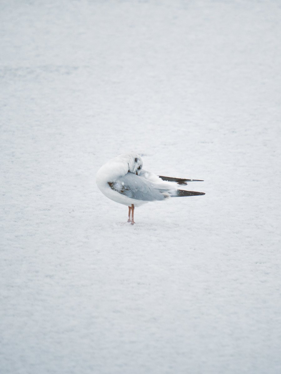 Darte Fex tweet media