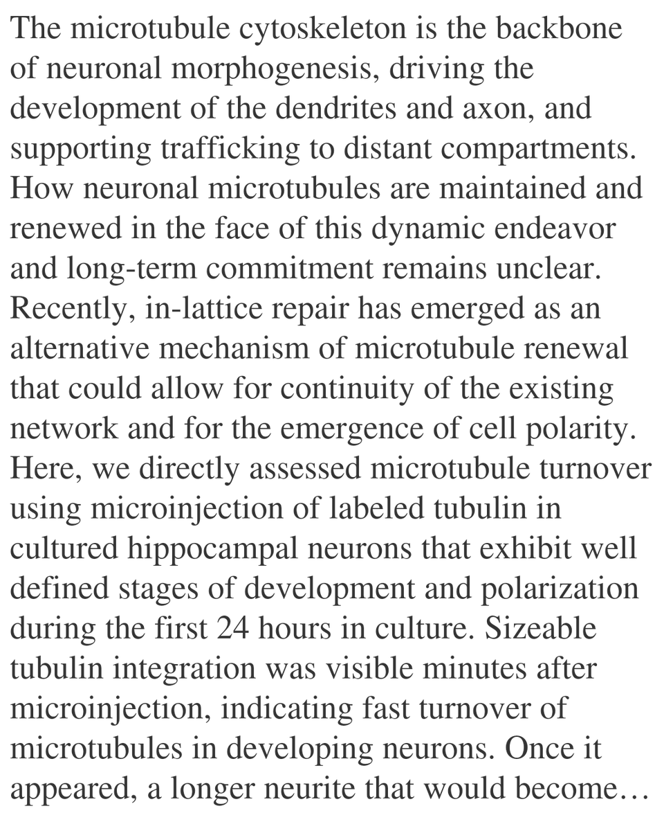 WFC's tweet image. Direct labeling of microtubule turnover reveals in-lattice repair and stabilization patterns in developing neurons

Butler-Hallissey, C., York, H., Pelletier, F., Goaillard, J.-M., Gaillard, J., Thery, M., Verdier-Pinard, P., Leterrier, C.
biorxiv.org/content/10.648…