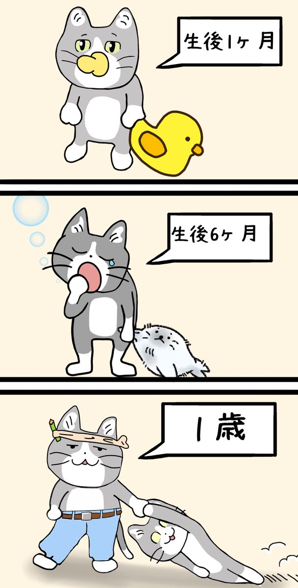 猫の成長は早い
#成人の日 