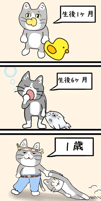 猫の成長は早い
#成人の日 