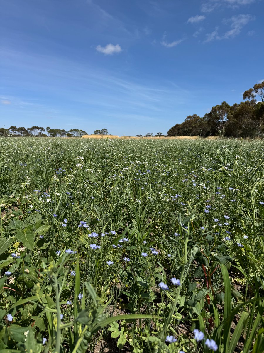 Southern Farming Systems tweet media