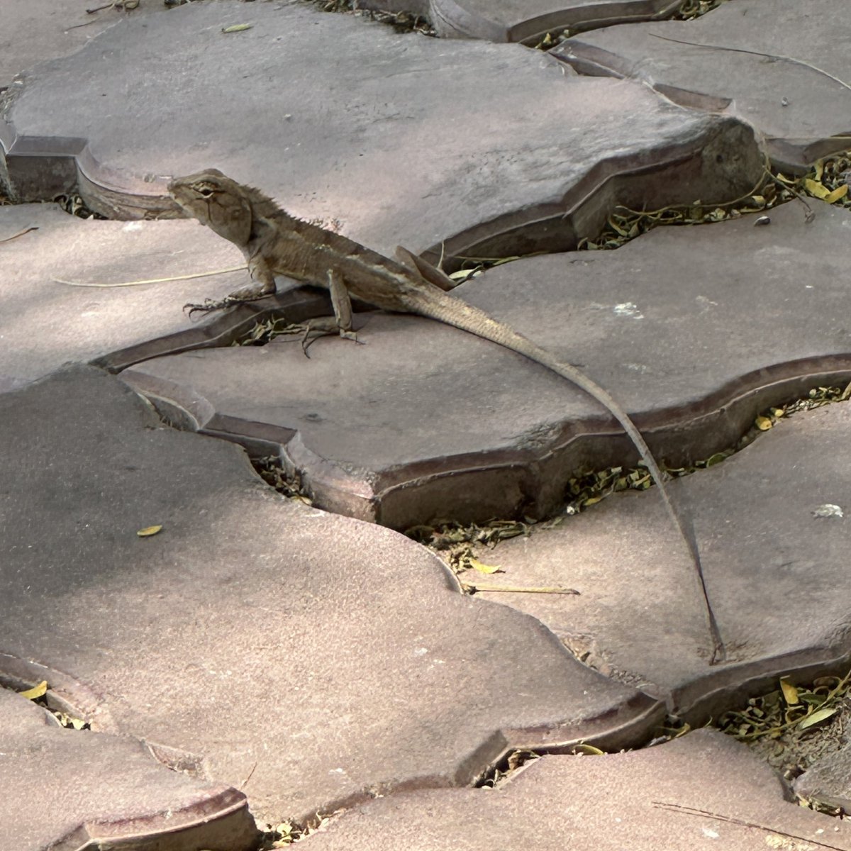 ms2_'s tweet image. 木陰のベンチでタバコ吸ってたら頭にまぁまぁデカいトカゲが落ちてきた。