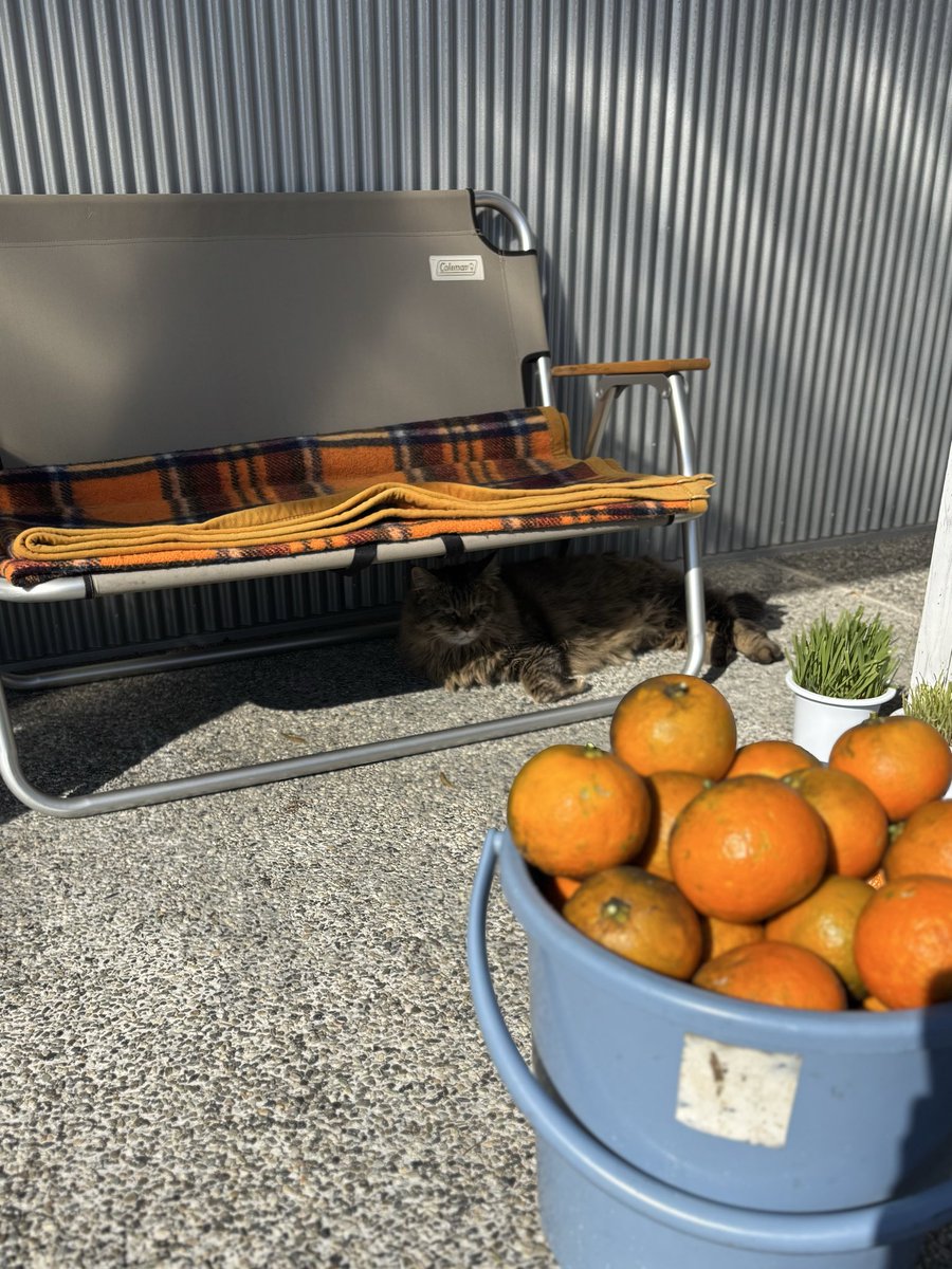 EntwoStudio's tweet image. 店先の決して広くないジャングルに分け入って、今日は橙の収穫1回目。今冬は大きくて数もそこそこ付いとる🧡
この辺りでは鍋料理とポン酢とナマコ酢やなぁ、ほなけどお肉も無けりゃ、ナマコも無いなぁ😂