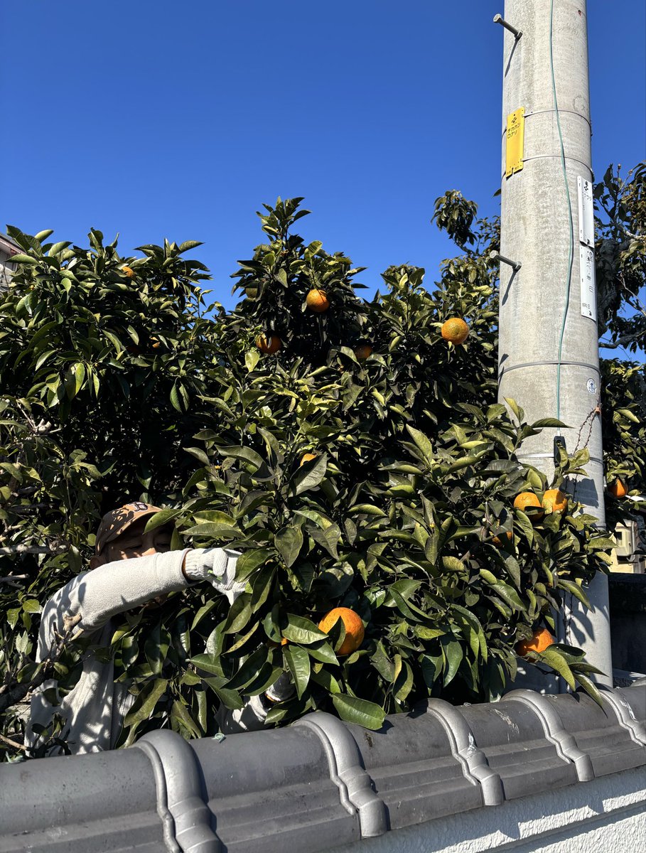 EntwoStudio's tweet image. 店先の決して広くないジャングルに分け入って、今日は橙の収穫1回目。今冬は大きくて数もそこそこ付いとる🧡
この辺りでは鍋料理とポン酢とナマコ酢やなぁ、ほなけどお肉も無けりゃ、ナマコも無いなぁ😂