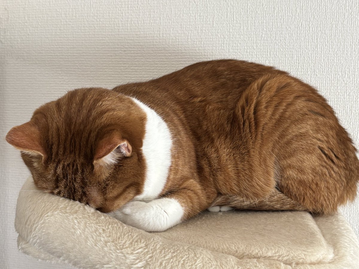 茶々丸様 茶々丸様 専用ページ