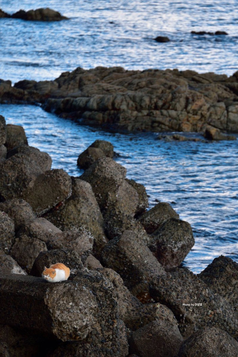 ウミネコ？？？？？？