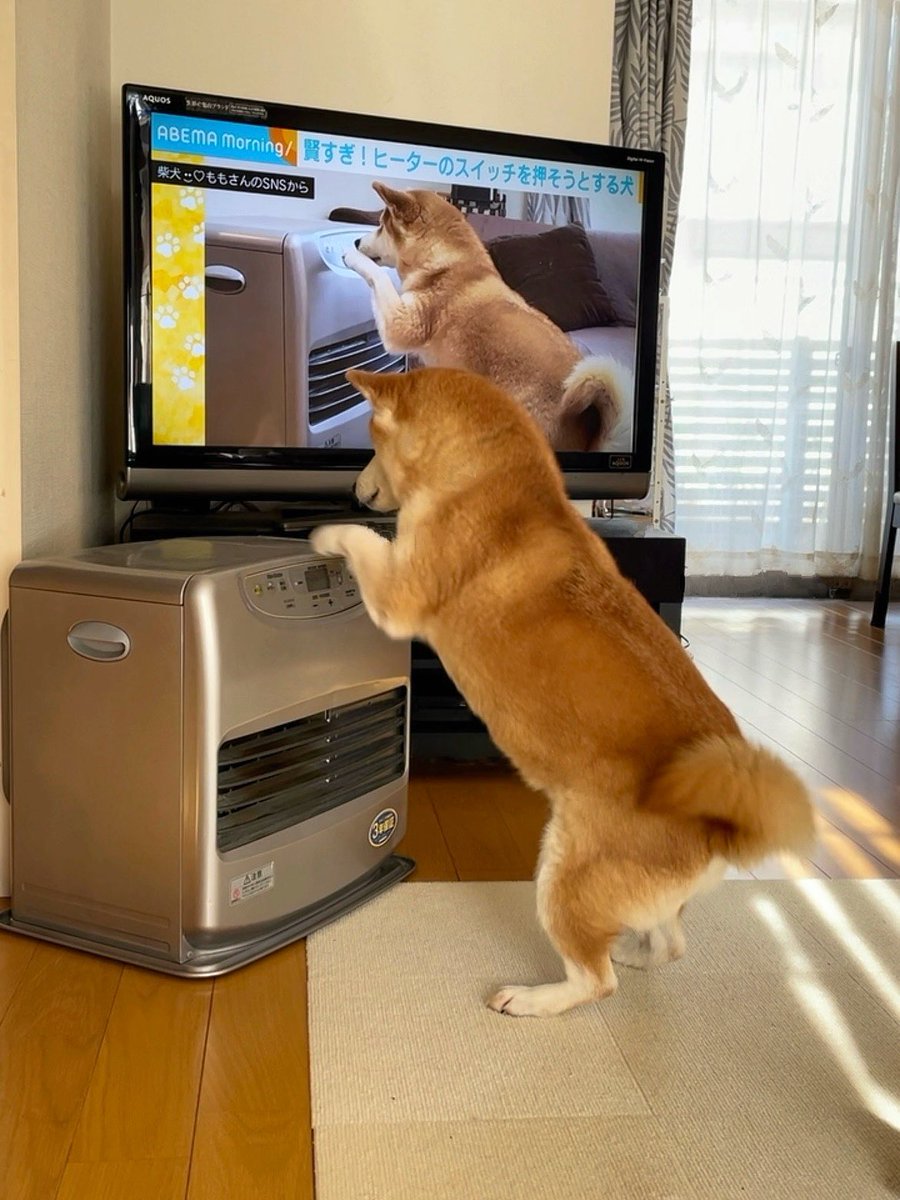 スイッチを入れる柴犬として放送された番組を見ながらヒーターを押そうとする犬