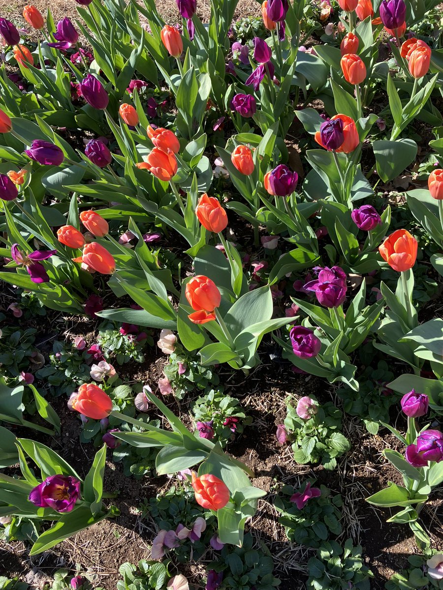 12SR_S660's tweet photo. ふなばしアンデルセン
公園に行って来ました😊
葉牡丹とチューリップ🌷に
癒されました🥰 https://t.co/jMFkqKfw5H